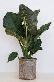 Pin On Houseplants Easy To Care For Indoor Plants