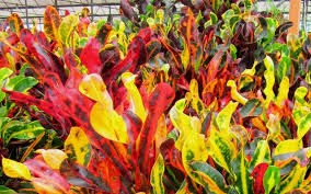 Image result for Codiaeum