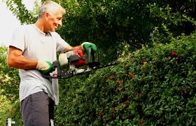 Une haie mitoyenne sert de séparation entre votre terrain et celui de votre voisin. Les Distances A Respecter Lors De La Plantation D Un Arbre Ou D Une Haie