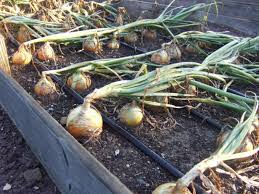 Some onion bulbs grow larger than others, so that impacts how deep to plant them. How To Plant And Grow Onions Hgtv