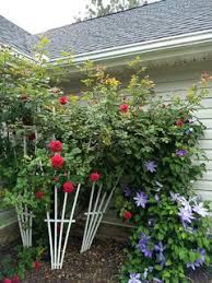 Shop our full range of shrub roses here. Too Many Roses Flowers In My Garden