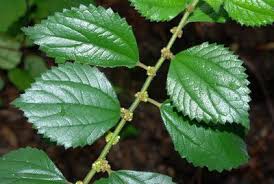 Image result for Pouzolzia guineensis