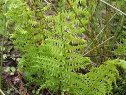 Image result for Thelypteris confluens