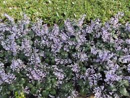 Mona Lavender Plant Care Guide | Tropical Plants
