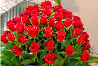 Image result for Gulab Ki Dali images