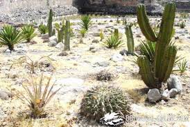 Los cactus sí tienen raíces. Adaptaciones De Las Plantas Botanical Online