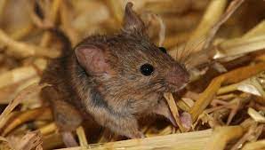 Перевод слова mouse, американское и британское произношение, транскрипция, словосочетания, однокоренные слова, примеры использования. The Mouse As A Model Organism Max Planck Gesellschaft