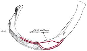 Yet, the ribs and rib cage are also flexible enough to expand and contract as the lungs fill and in this article, learn more about the number of ribs humans have, what their function is, and whether women. The Ribs Human Anatomy