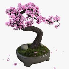 3d Sakura Bonsai Tree Bonsai Bonsai Tree Sakura