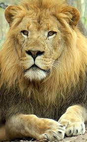 Lion 2 By Rachel Munoz Striggow Cute Cats Photos Cat Images Hd Lion
