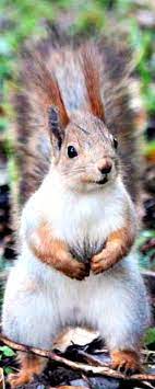 The Don King Squirrel Animals Friends Cute Animals Animals Beautiful