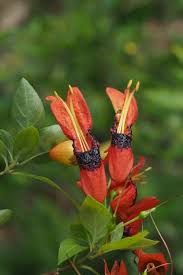 Image result for Ruttya fruticosa