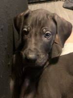 We also study pet food & nutrition as it makes a huge difference in. Great Dane For Sale In United States 2608 Petzlover