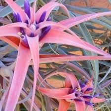 Image result for Buchnera capitata