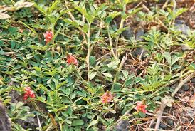 Image result for Indigofera hendecaphylla