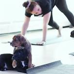 Doggy Noses & Yoga Poses at Crunch Fitness Stanhope