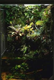 Beautiful Enclosed Rainforest Paludarium A Tall One Like This Would Suit Fish Reptiles And Even Birds Aquascape Aquarium Aquascape Planted Aquarium