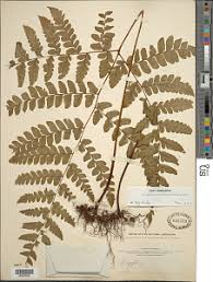 Image result for Triplophyllum protensum