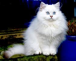 silver shaded pointed ns1133 cute animals british shorthair cats cats