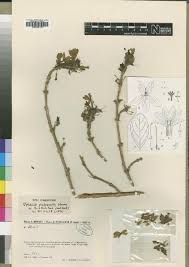 Image result for Brillantaisia madagascariensis