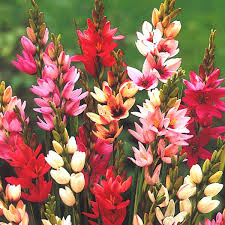 Image result for Ixia