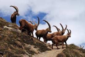 Listen to kambing gurun | soundcloud is an audio platform that lets you listen to what you love and share the sounds you create. Minyak Kambing Gurun Photos Facebook