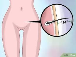 Check spelling or type a new query. How To Wax Your Bikini Area At Home With Pictures Wikihow