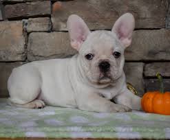 It is a very sturdy dog that can serve as a great companion. French English Bulldog Puppies From Local Breeder In Illinois Dreamcatcher Hill Puppies