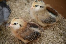 In general, egg size continues to increase with the age of the hen with adults laying a large egg. Are My Chicks Silver Or Brown Red Ameraucanas How To Tell Color Backyard Chickens Learn How To Raise Chickens