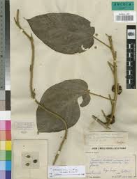 Image result for Albertisia