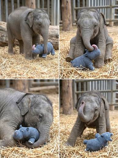 Baby elephant finds comfort in life-sized statue of his mother