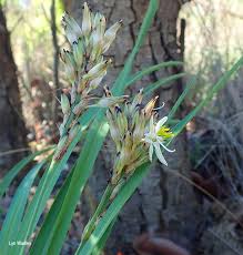 Image result for Anthericaceae