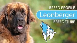 Even though the leonberger is considered a working breed, today's leonberger would prefer to be with and take care of their human families. Leonberger 2018 Rasse Aussehen Charakter Youtube