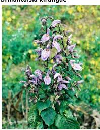 Image result for Dissotis melleri