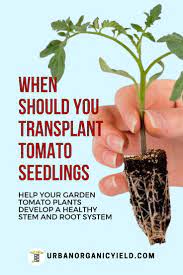 Once you know the required spacing, mark the spots on the ground where the tomato plants are going to. When To Transplant Tomato Seedlings Tomato Seedlings When To Transplant Tomato Seedlings Tomato Garden