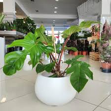 Image result for Filodendron Philodendron
