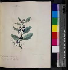 Image result for Scutia myrtina