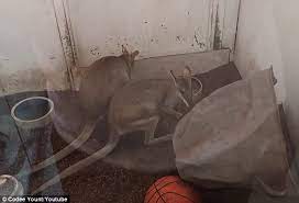 Maybe you would like to learn more about one of these? Las Vegas Exotic Pet Shop Keeps Wallabies In Cramped Cages Youtube Star Codee Yount Finds Daily Mail Online