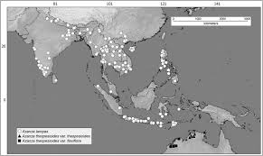 Image result for Cienfuegosia gerrardii