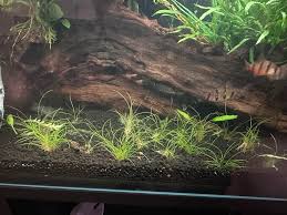 Image result for Eleocharis variegata
