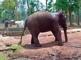 Maybe you would like to learn more about one of these? Heartbreaking Video Shows Chained Elephant Collapsing And Dying At Indian National Park