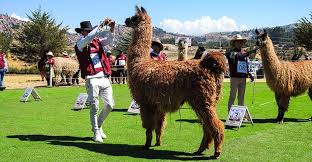 Festicamélidos Cusco 2025 mostró genética de élite de alpacas y llamas