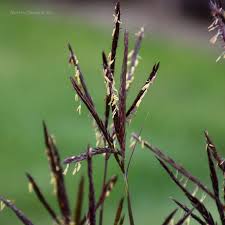 Image result for Andropogon africanus