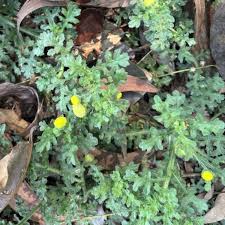 Image result for Grangea maderaspatana