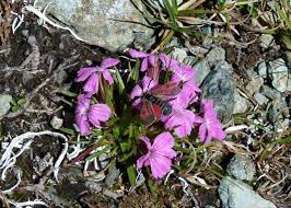 Image result for Dianthus chimanimaniensis