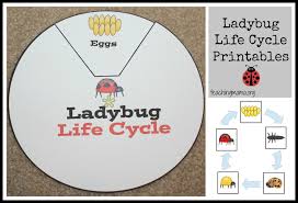Safari animal jungle party cardboard cutout stand up. Ladybug Life Cycle Printables Activities