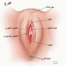 معلومات عن المهبل , المهبل ليس كما تعتقد - اثارة مثيرة