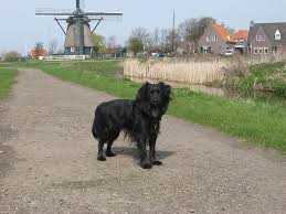 Wat Weten Jullie Van Het Markiesje Hondenforum Honden Leuke Honden Dieren