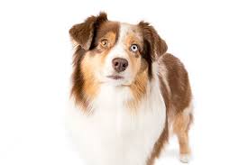 The mas is highly intelligent and biddable. Miniature American Shepherd Dog Breed Information