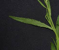 Image result for Senecio madagascariensis